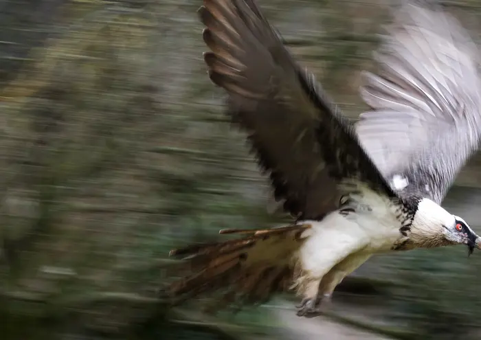 ein Greifvogel im Flug