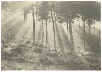 frühe Fotografie eines sonnendurchfluteten Waldes