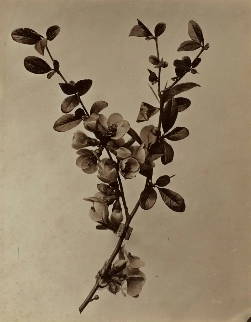 August Kotzsch: "Pyrus", um 1870