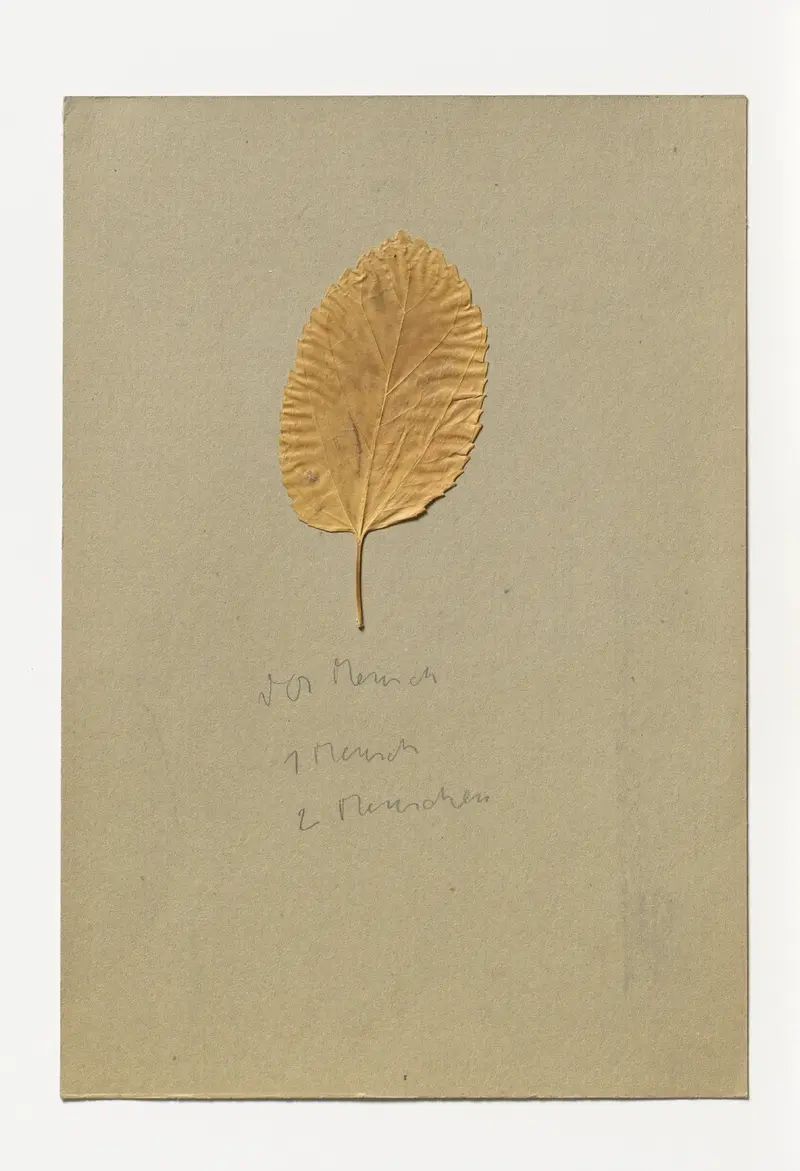 Ein gepresstes Laubblatt auf einem grünen Blatt Papier.