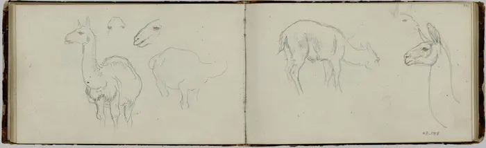 Eine Doppelseite eines Albums zeigt Bleistiftskizzen eines Lamas 