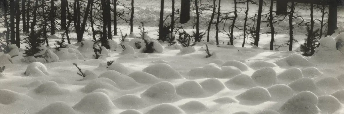 Fotografie einer verschneiten Fichtenschonung