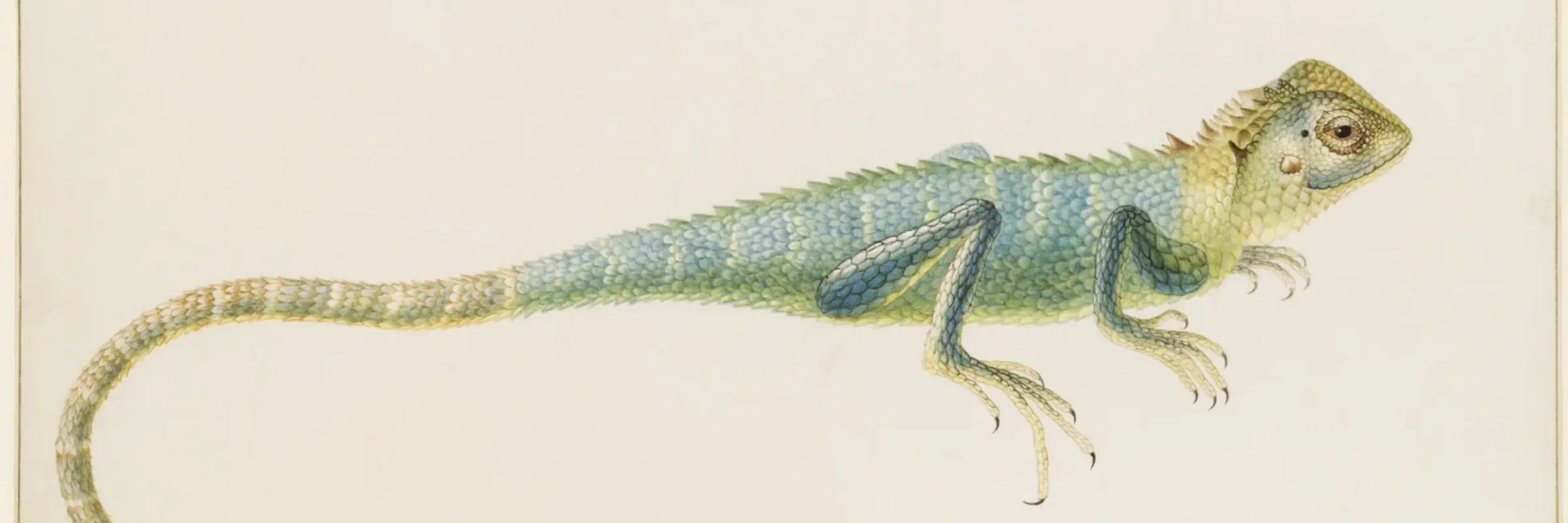 Die farbige Darstellung dreier Reptilien.
