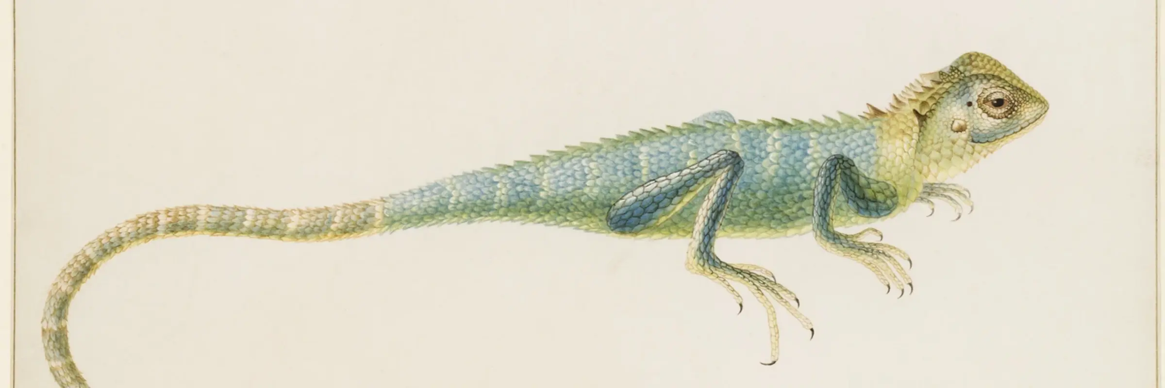 Die farbige Darstellung dreier Reptilien.