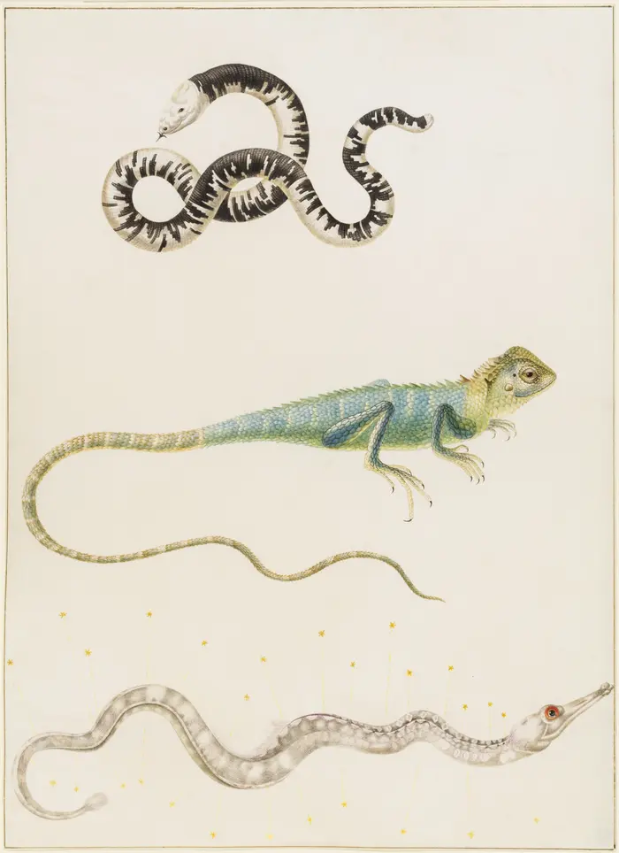 Maria Sibylla Merian, Südamerikanische fußlose Eidechse, Leguan oder ostinische Baumeidechse und Seenadel, nach 1701