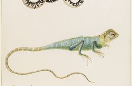 Maria Sibylla Merian, Südamerikanische fußlose Eidechse, Leguan oder ostinische Baumeidechse und Seenadel, nach 1701 Die farbige Darstellung dreier Reptilien.