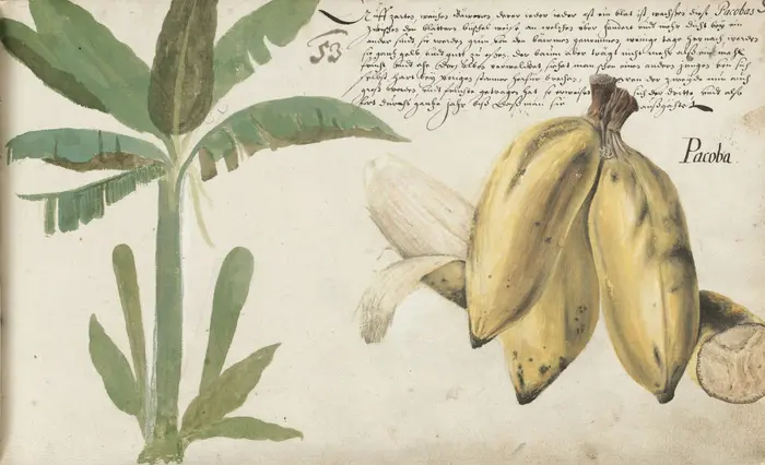 Zeichnung von Bananen und grüner Palme mit Handschrift