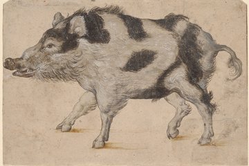 Zeichnung eines Wildschweins